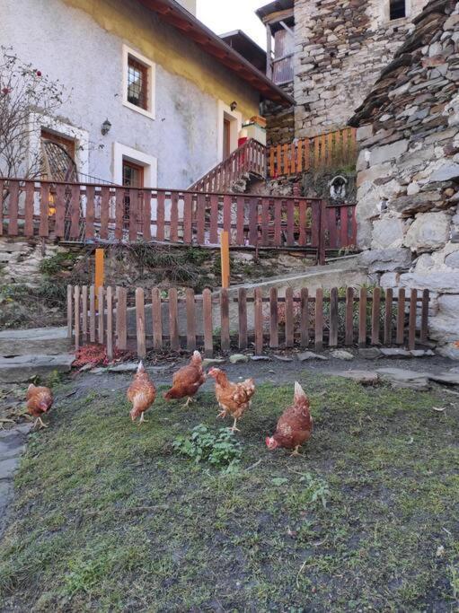 Casa Del Cios Calda E Intima Casetta Immersa Nel Verde Delle Montagne Alpe Basciumo Экстерьер фото
