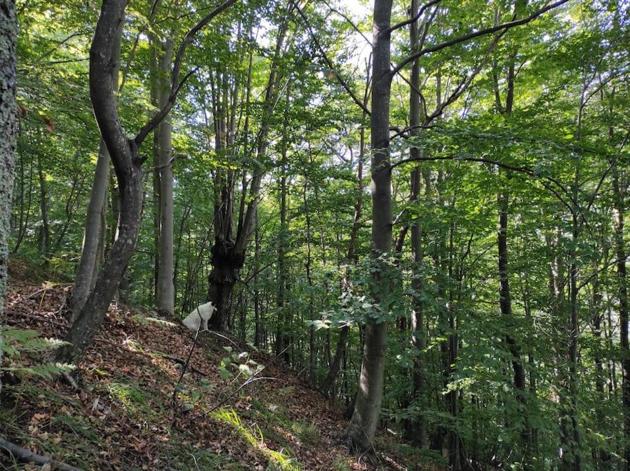 Casa Del Cios Calda E Intima Casetta Immersa Nel Verde Delle Montagne Alpe Basciumo Экстерьер фото